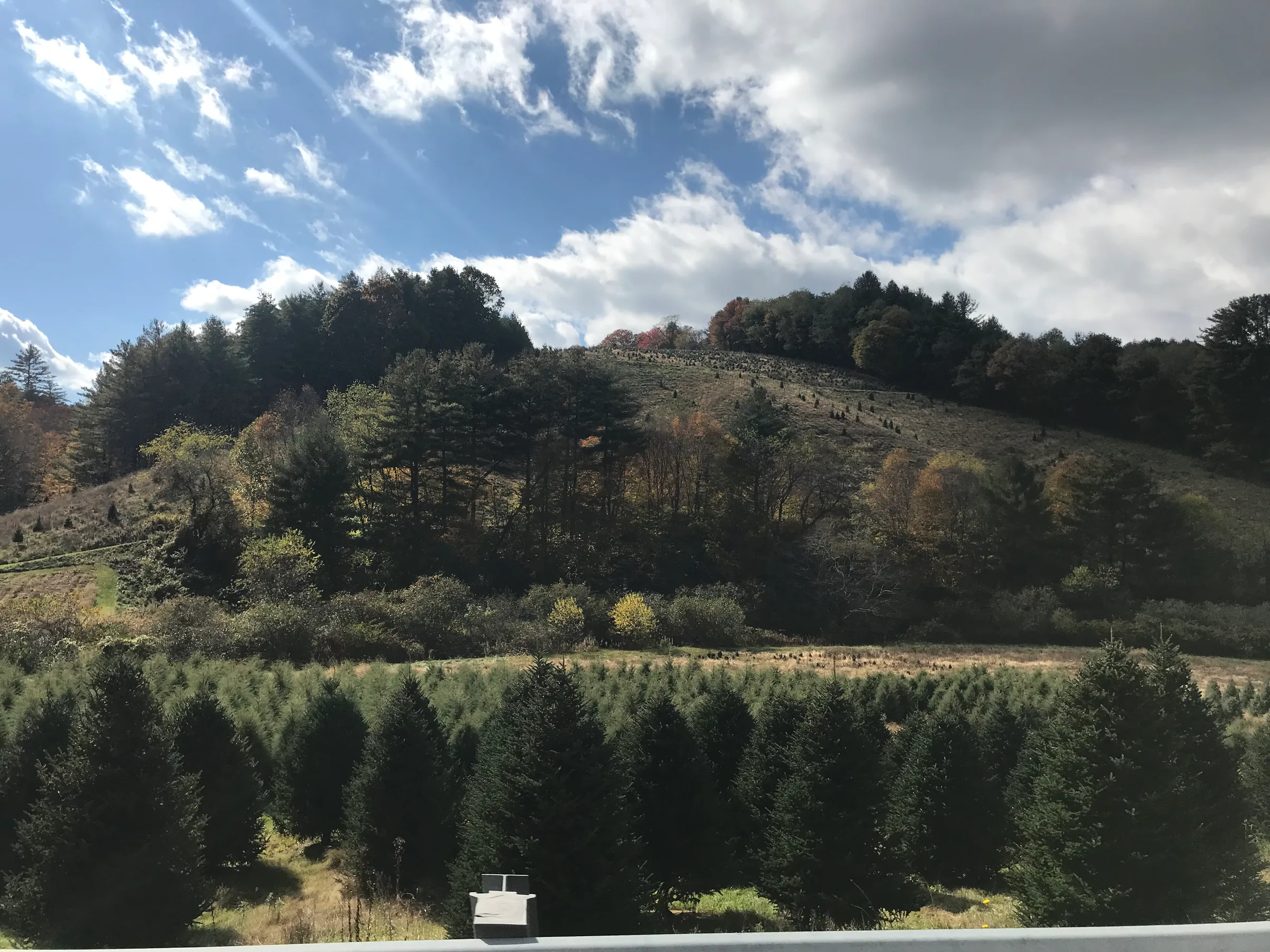 Rows of young Christmas trees below a wooded mountainside on a farm in Ashe County, NC.